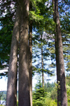 Wonnock Lake Trees